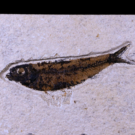 3.9" Knightia Eocaena Fossil Fish Green River FM WY Eocene Age COA & Stand