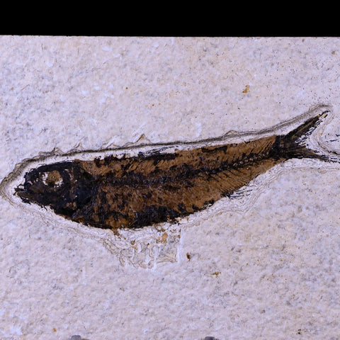 3.9" Knightia Eocaena Fossil Fish Green River FM WY Eocene Age COA & Stand - Fossil Age Minerals