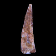 1.9" Pterosaur Coloborhynchus Fossil Tooth Upper Cretaceous Morocco COA, Stand
