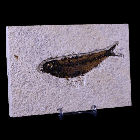 3.9" Knightia Eocaena Fossil Fish Green River FM WY Eocene Age COA & Stand - Fossil Age Minerals