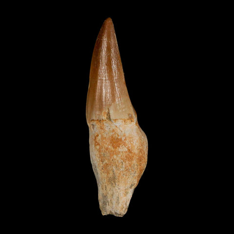 2.6" Mosasaur Eremiasaurus Fossil Tooth Rooted Cretaceous Dinosaur Era COA