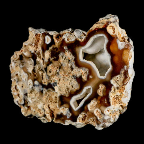 4.8" Agatized Coral Fossil Oligocene and Miocene Epochs Tampa Bay Florida - Fossil Age Minerals