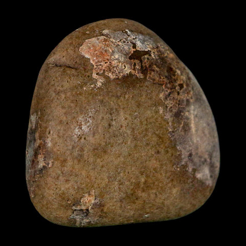 1.8" Sauropod Dinosaur Stomach Stone Gastrolith Rock Gizzard Stone COA - Fossil Age Minerals