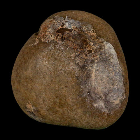 1.8" Sauropod Dinosaur Stomach Stone Gastrolith Rock Gizzard Stone COA - Fossil Age Minerals