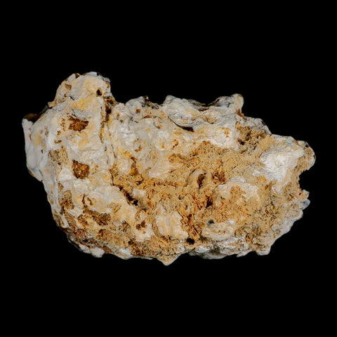 4.8" Agatized Coral Fossil Oligocene and Miocene Epochs Tampa Bay Florida - Fossil Age Minerals