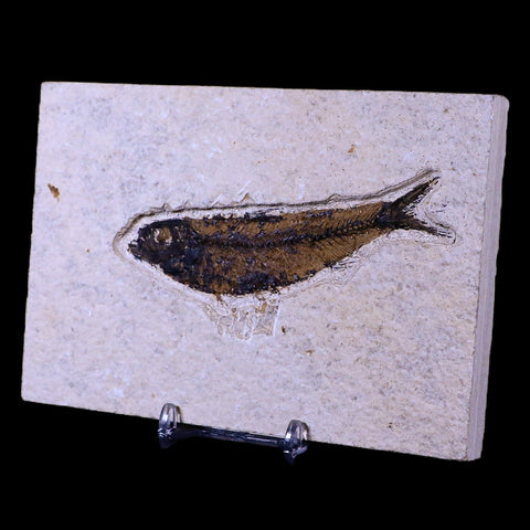 3.9" Knightia Eocaena Fossil Fish Green River FM WY Eocene Age COA & Stand - Fossil Age Minerals