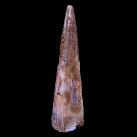 1.9" Pterosaur Coloborhynchus Fossil Tooth Upper Cretaceous Morocco COA, Stand