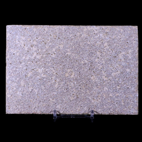 3.9" Knightia Eocaena Fossil Fish Green River FM WY Eocene Age COA & Stand - Fossil Age Minerals