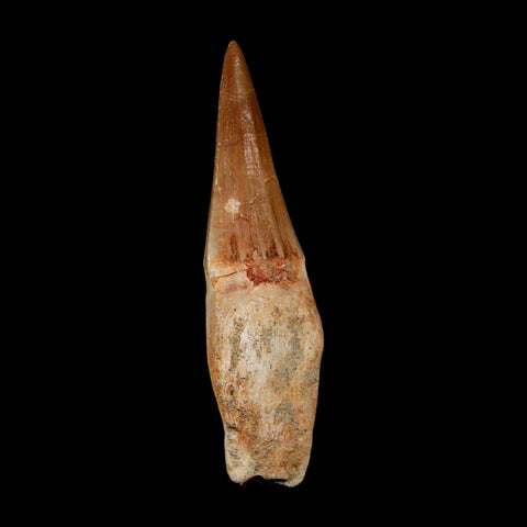 2.6" Mosasaur Eremiasaurus Fossil Tooth Rooted Cretaceous Dinosaur Era COA