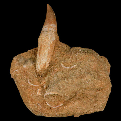 2.1" Halisaurus Mosasaur Fossil Tooth Rooted In Matrix Cretaceous Dinosaur Era COA - Fossil Age Minerals