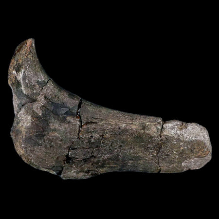5.1" Hypacrosaurus Dinosaur Fossil Rib Bone Two Medicine FM Cretaceous MT COA