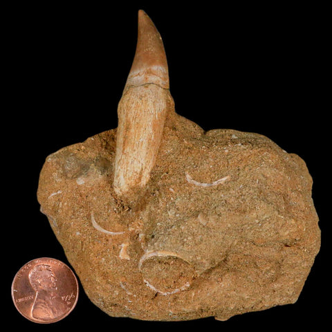 2.1" Halisaurus Mosasaur Fossil Tooth Rooted In Matrix Cretaceous Dinosaur Era COA - Fossil Age Minerals
