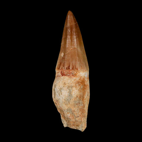 2.6" Mosasaur Eremiasaurus Fossil Tooth Rooted Cretaceous Dinosaur Era COA