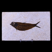 XL 4.2" Knightia Eocaena Fossil Fish Green River FM WY Eocene Age COA & Stand