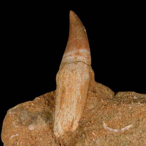 2.1" Halisaurus Mosasaur Fossil Tooth Rooted In Matrix Cretaceous Dinosaur Era COA - Fossil Age Minerals