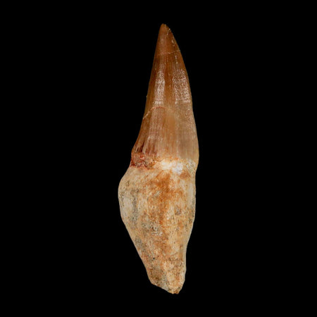 2.6" Mosasaur Eremiasaurus Fossil Tooth Rooted Cretaceous Dinosaur Era COA