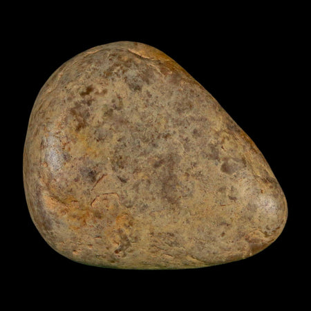 1.9" Sauropod Dinosaur Stomach Stone Gastrolith Rock Gizzard Stone COA