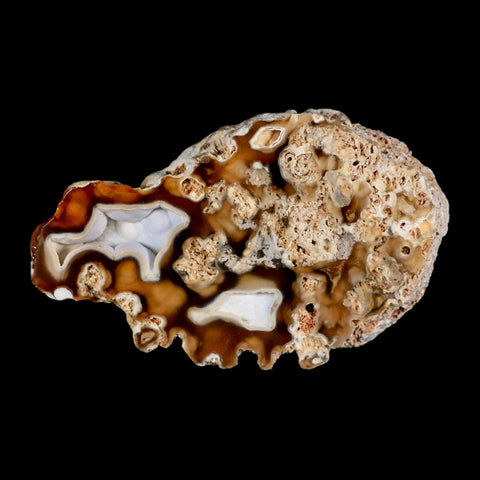 4.4" Agatized Coral Fossil Oligocene and Miocene Epochs Tampa Bay Florida - Fossil Age Minerals