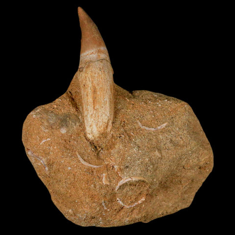 2.1" Halisaurus Mosasaur Fossil Tooth Rooted In Matrix Cretaceous Dinosaur Era COA - Fossil Age Minerals