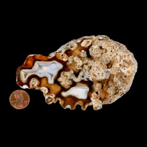 4.4" Agatized Coral Fossil Oligocene and Miocene Epochs Tampa Bay Florida - Fossil Age Minerals
