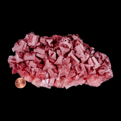 7.5" Quality Deep Pink Halite Salt Crystals Cluster Mineral Trona, CA Searles Lake Stand - Fossil Age Minerals