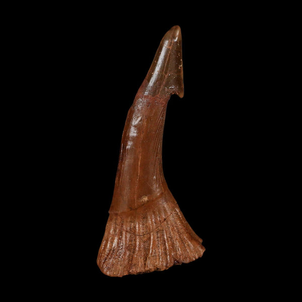 XL 2.6