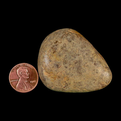 1.9" Sauropod Dinosaur Stomach Stone Gastrolith Rock Gizzard Stone COA