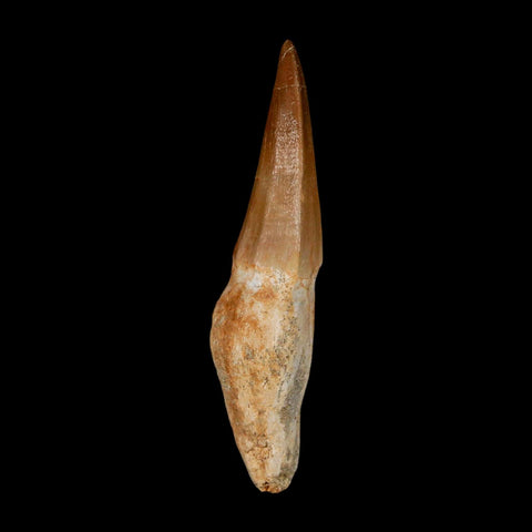 2.6" Mosasaur Eremiasaurus Fossil Tooth Rooted Cretaceous Dinosaur Era COA