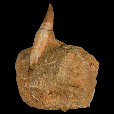2.1" Halisaurus Mosasaur Fossil Tooth Rooted In Matrix Cretaceous Dinosaur Era COA - Fossil Age Minerals