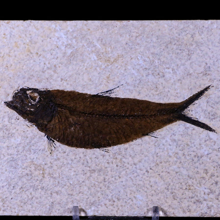 XL 4.2" Knightia Eocaena Fossil Fish Green River FM WY Eocene Age COA & Stand