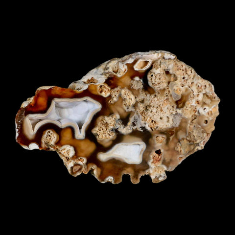 4.4" Agatized Coral Fossil Oligocene and Miocene Epochs Tampa Bay Florida - Fossil Age Minerals