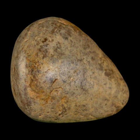1.9" Sauropod Dinosaur Stomach Stone Gastrolith Rock Gizzard Stone COA