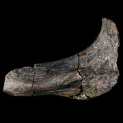 5.1" Hypacrosaurus Dinosaur Fossil Rib Bone Two Medicine FM Cretaceous MT COA