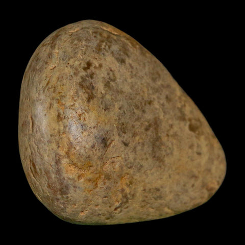 1.9" Sauropod Dinosaur Stomach Stone Gastrolith Rock Gizzard Stone COA