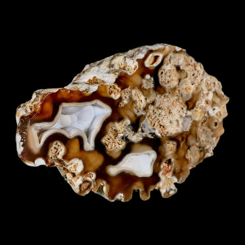 4.4" Agatized Coral Fossil Oligocene and Miocene Epochs Tampa Bay Florida - Fossil Age Minerals