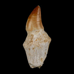 Mosasuar Fossil Teeth