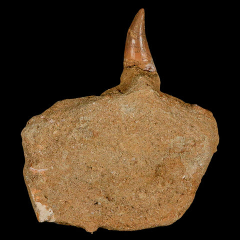 2.1" Halisaurus Mosasaur Fossil Tooth Rooted In Matrix Cretaceous Dinosaur Era COA - Fossil Age Minerals