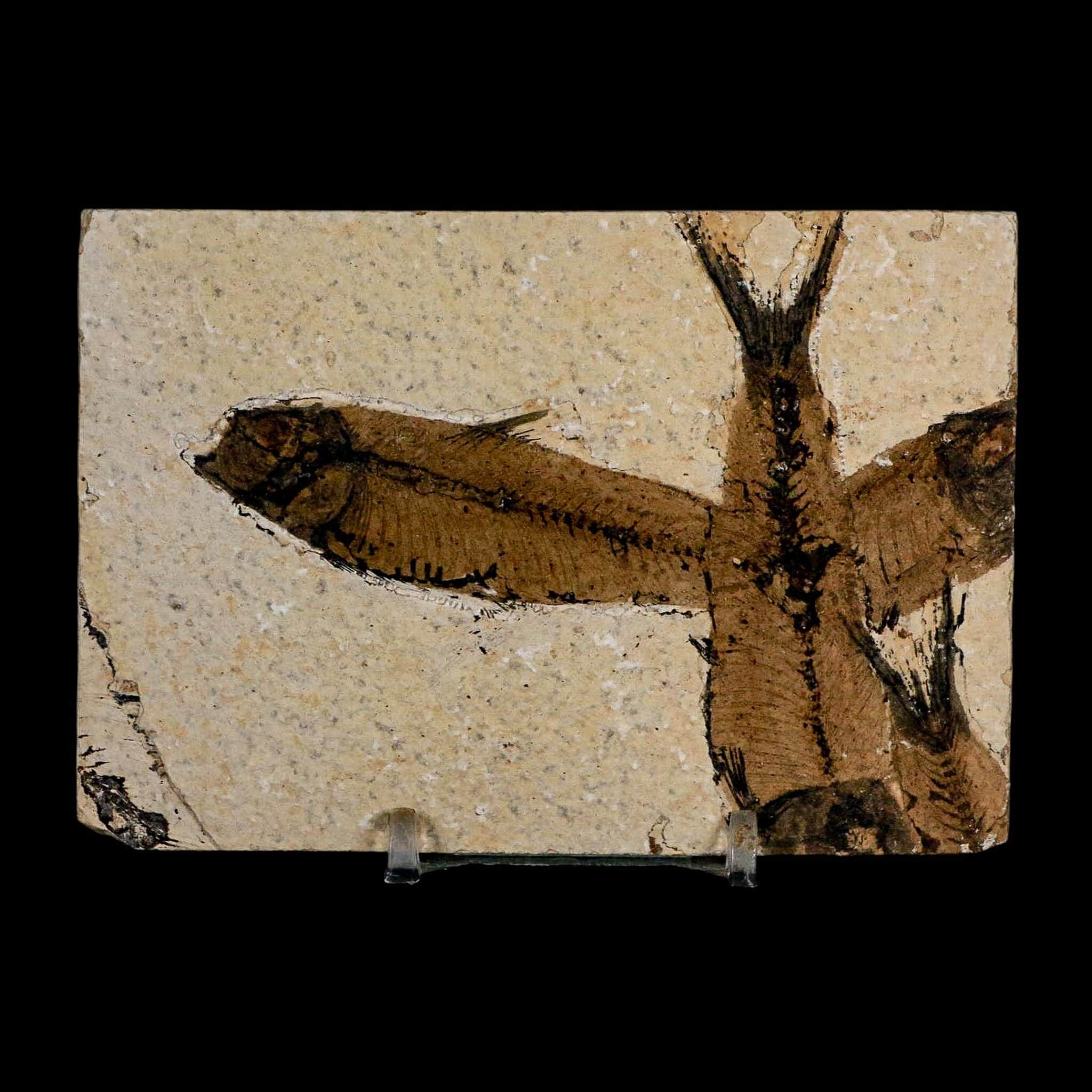 2 Two Knightia Eocaena Fossil Fish Green River FM Wyoming Eocene Age COA & Stand - Fossil Age Minerals