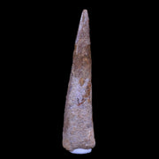 XL 2" Pterosaur Coloborhynchus Fossil Tooth Upper Cretaceous Morocco COA, Stand