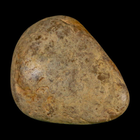 1.9" Sauropod Dinosaur Stomach Stone Gastrolith Rock Gizzard Stone COA