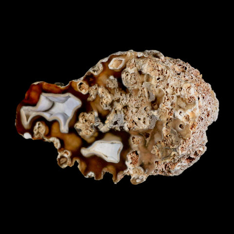 4.4" Agatized Coral Fossil Oligocene and Miocene Epochs Tampa Bay Florida - Fossil Age Minerals