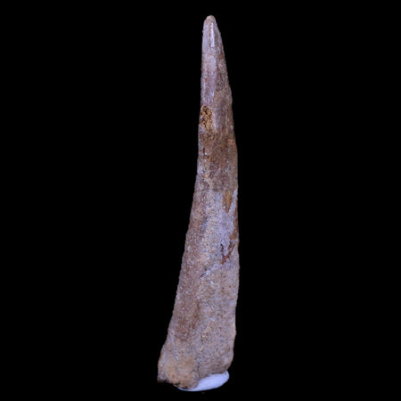 XL 2" Pterosaur Coloborhynchus Fossil Tooth Upper Cretaceous Morocco COA, Stand