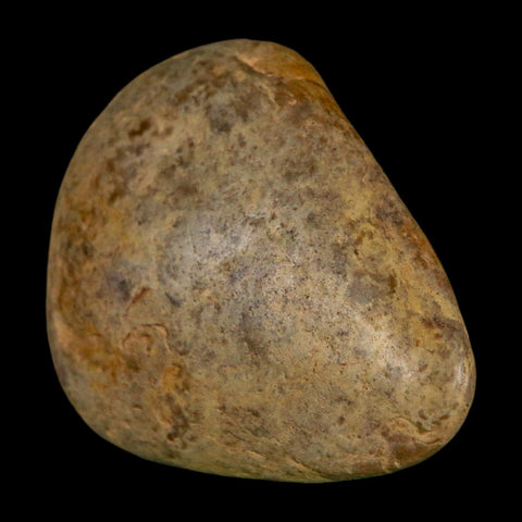 1.9" Sauropod Dinosaur Stomach Stone Gastrolith Rock Gizzard Stone COA