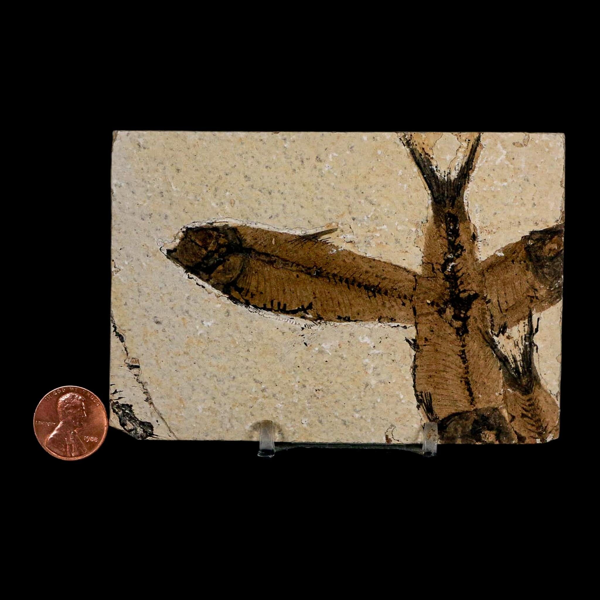 2 Two Knightia Eocaena Fossil Fish Green River FM Wyoming Eocene Age COA & Stand - Fossil Age Minerals
