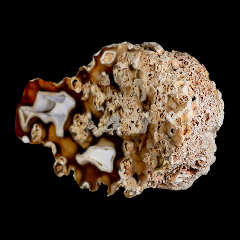 4.4" Agatized Coral Fossil Oligocene and Miocene Epochs Tampa Bay Florida - Fossil Age Minerals