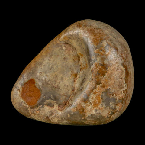 1.9" Sauropod Dinosaur Stomach Stone Gastrolith Rock Gizzard Stone COA