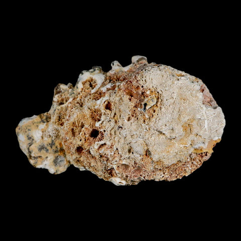 4.4" Agatized Coral Fossil Oligocene and Miocene Epochs Tampa Bay Florida - Fossil Age Minerals