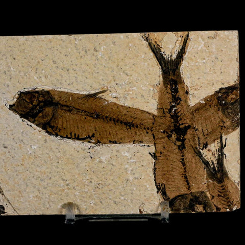 2 Two Knightia Eocaena Fossil Fish Green River FM Wyoming Eocene Age COA & Stand