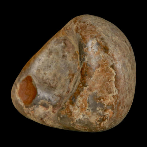 1.9" Sauropod Dinosaur Stomach Stone Gastrolith Rock Gizzard Stone COA