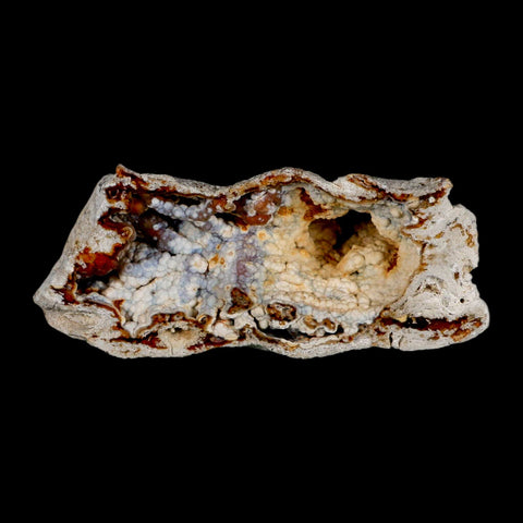 4.4" Agatized Coral Fossil Oligocene and Miocene Epochs Tampa Bay Florida - Fossil Age Minerals